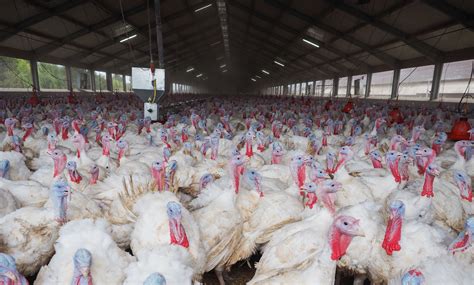 Turkey Factory Farming How And Why Turkeys Are Farmed