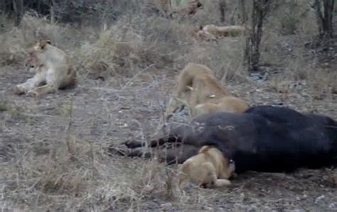 Video Lion Cub Gets Stuck In Buffalos Butt Outdoorhub