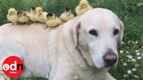 Fred The Dog Becomes Foster Dad To Orphaned Ducklings For The Second