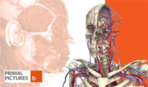 Arriba 69 Imagen Modelo Anatomico 3d Online Thcshoanghoatham Badinh