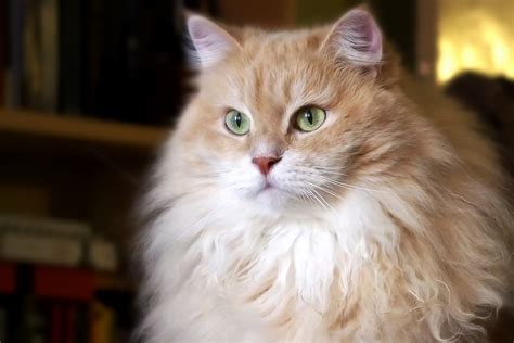Photos Of The Cutest Cats With Long Hair