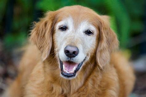 How To Care For Your Senior Dog Dogvacay Official Blog