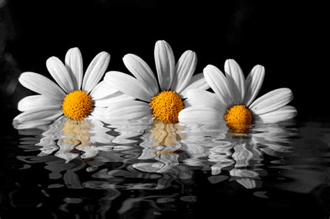 Daisies S Beautiful Flowers On Animated Images For Free