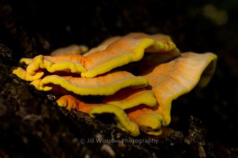 Intertidal Life Fungus Jill Wussow Photography