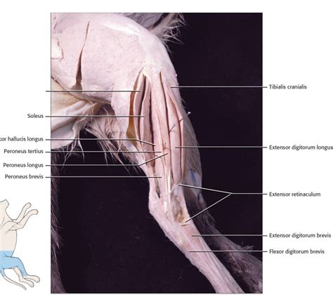 Cat Rear Leg Muscles Diagram Quizlet