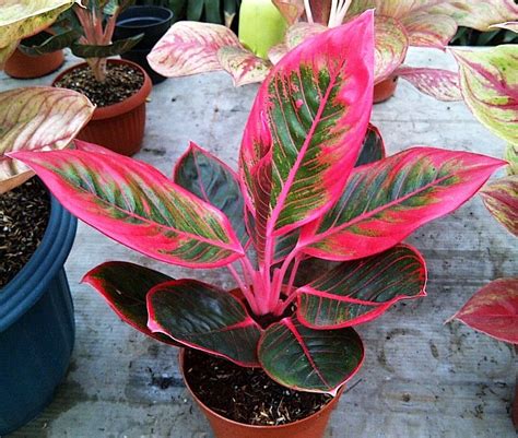 Aglaonema Lipstick Kanza With Images Plants Evergreen Plants