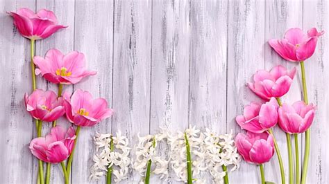 1366x768px Free Download Hd Wallpaper Flower Rose Pink Floral
