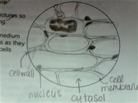 Animal cell under microscope 40x. Personal Experience with Microscopes - AyushiSinhaMicroscopy