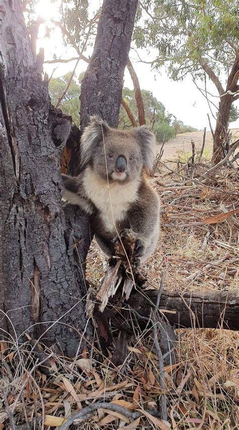 Pin By Connie L Fletcher On Koalas Koala Bear Cute Animals Animals
