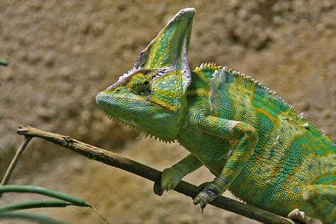 Erfahren sie alles über diese art, deren aussehen, haltung und der benötigten terrarium größe. Jemen - Chamäleon Foto & Bild | natur, zoo, tiere Bilder ...