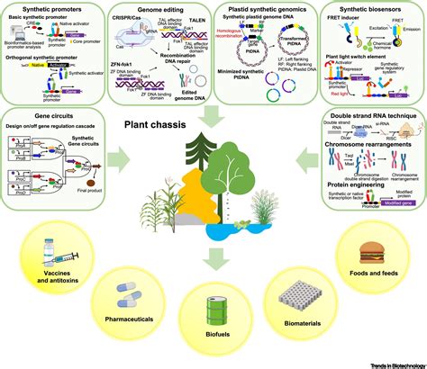Plant Synthetic Biology Innovations For Biofuels And Bioproducts