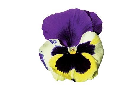The Paris Pansy Pohlmans The Plant People Phone 07 5462 0477