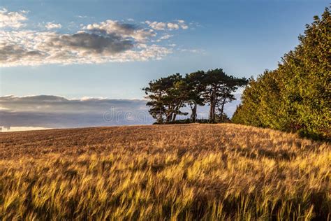 Sussex Farmland On A Sunny Summers Evening Stock Photo Image Of