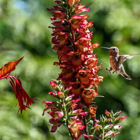 Bright Fall Flowers For Hummingbirds Fafard