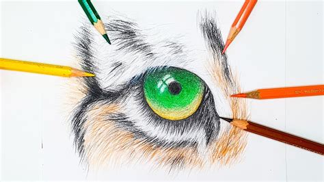 How To Draw A Tiger Eye Color Pencil Drawing Easy Youtube