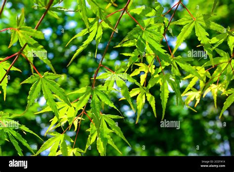 Young Maple Foliage Natural Background Deciduous Deciduous Tree Branch