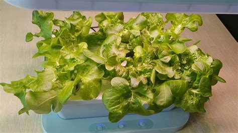 Check spelling or type a new query. A mini hydroponic growing machine with led grow light for ...