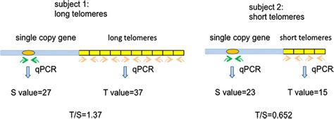 Measurement Of Telomere Length TL Using Quantitative PCR For Each