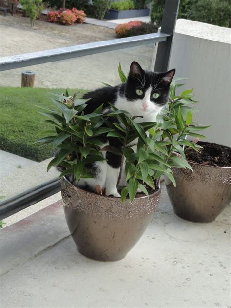 17 Best Images About Cats Cats In Flower Pots On