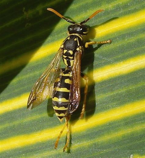 Striped Wasp On A Striped Leaf A Photo On Flickriver