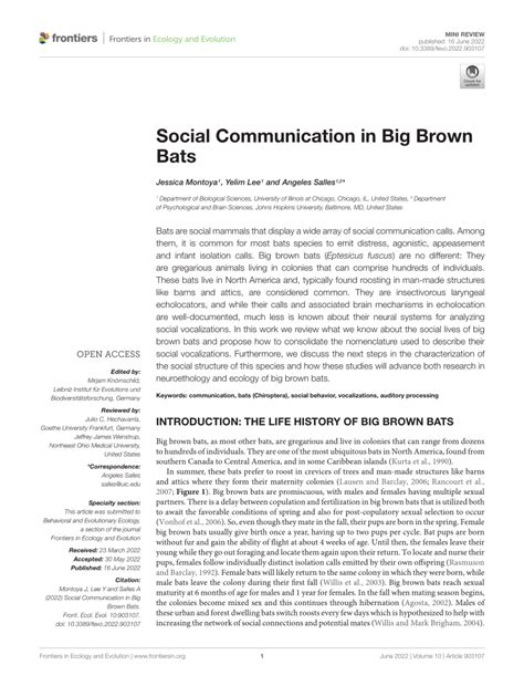 Pdf Social Communication In Big Brown Bats