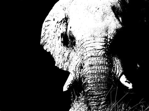 Elephant In The Dark Smithsonian Photo Contest Smithsonian Magazine