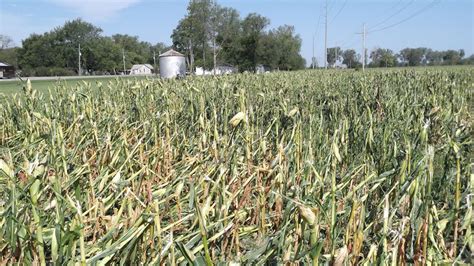 Hail Damaged Corn 1280x720 Ag Risk Management And Crop Insurance