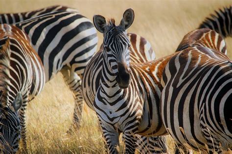 Africa Zebras Herd Free Photo On Pixabay