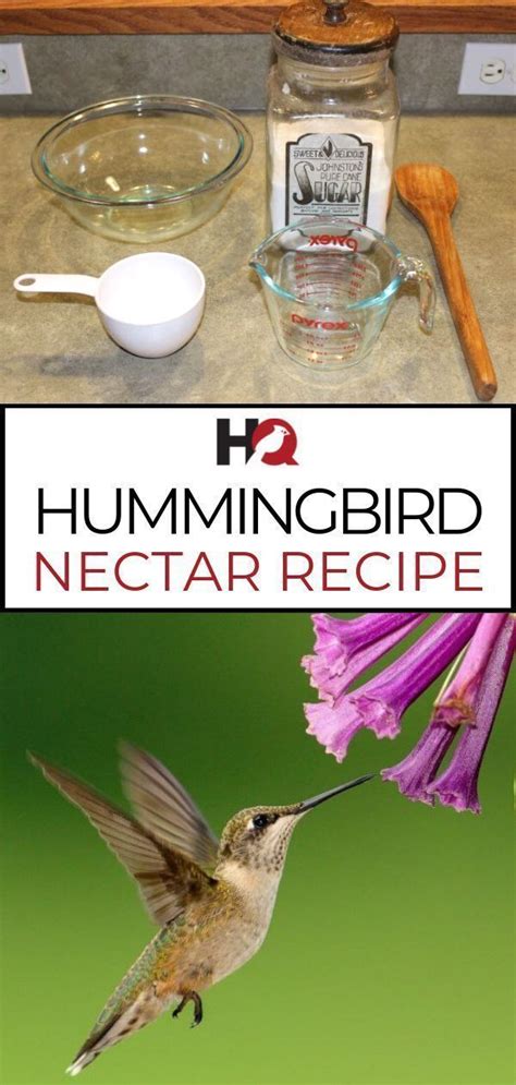 The 2021 Hummingbird Food Guide Easy Nectar Recipe Faq Bird Watching Hq Nectar Recipe