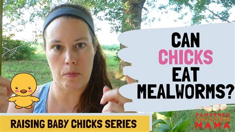 Can Baby Chicks Eat Mealworms Youtube