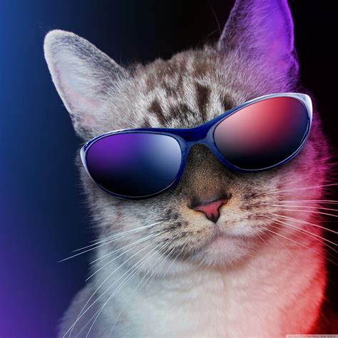 Cool Cat Wallpapers Top Free Cool Cat Backgrounds Wallpaperaccess