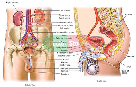 Rotation and hold ctrl down to pan the view. Male Reproductive System | Doctor Stock