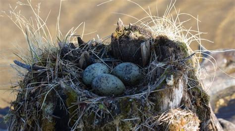 Bird Nests 101 Identifying Different Types Of Birds Nests Earth Life