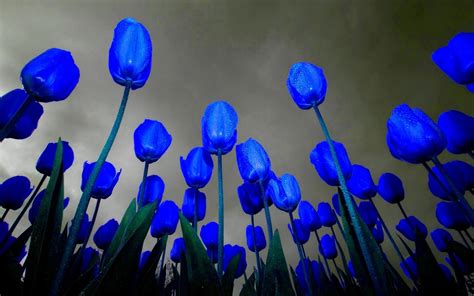 Blue Tulips Plant Tekening Prachtige Bloemen Bloemen