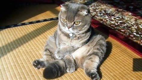 Why Do Cats Sit Like Humans
