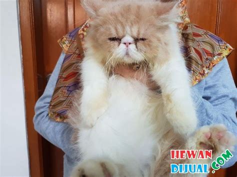 De wals p, lefebvre b, deceuninck g, longtin j. Dijual Persia Peaknose Jantan 6 Bulan Sudah Vaksin ...