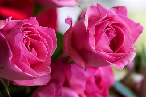 Foto Gratis Rosas Flores Rosa Floral Amor Imagem Gratis No