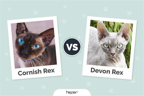 Cornish Rex Vs Devon Rex Whats The Difference With Pictures Hepper