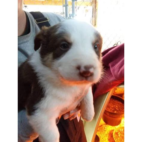 Advice from breed experts to make a safe choice. Border collie puppies, 7 pups available in La Crosse ...