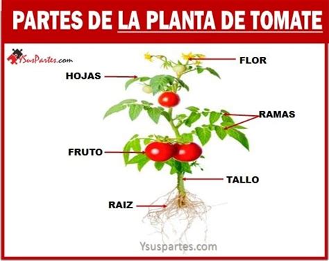 partes de plantas morfología de la planta de tomate con hojas verdes