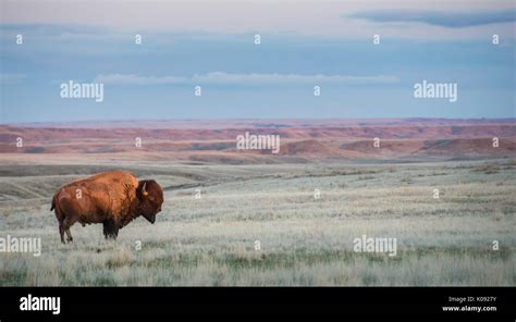 Grasslands National Park Saskatchewan Hi Res Stock Photography And