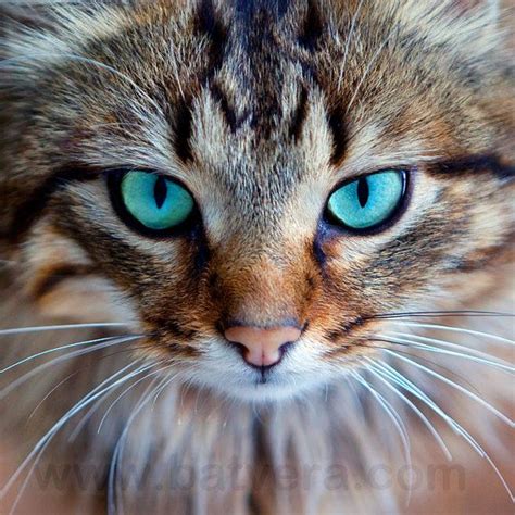 Cute Animal Kitty Portrait Cat Photo Green By Batveraphotography Gorgeous Cats Cats Pretty Cats