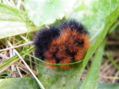 Fuzzy Brown And Black Caterpillar Photographs Brown Animals