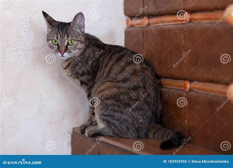 Dissatisfied Offended Cat Of Tabby Color Sitting In The Corner