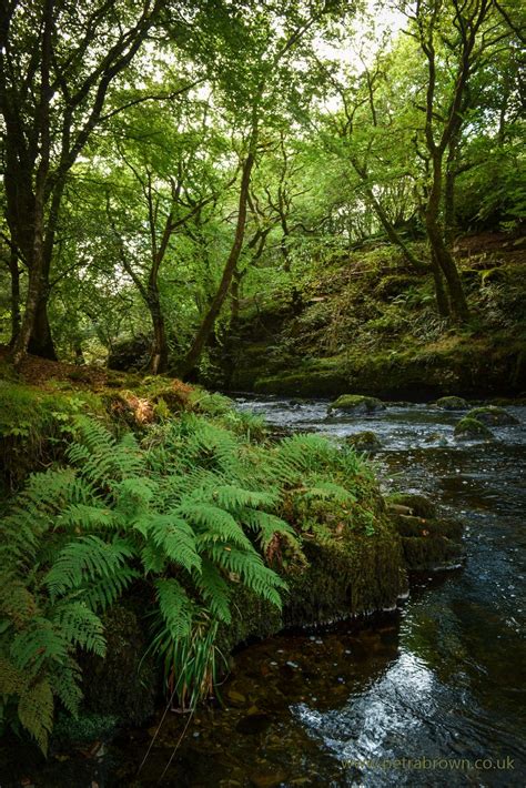 The beauty of nature — mydododied: Woodland river | Nature, Nature photos, Beautiful nature