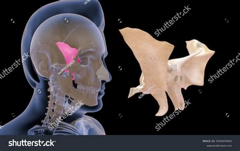 Human Sphenoid Bone Anatomy 3d Illustration Stock Illustration