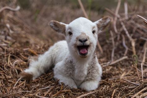 Vine Video Cute Lamb Bounces Down Hallway
