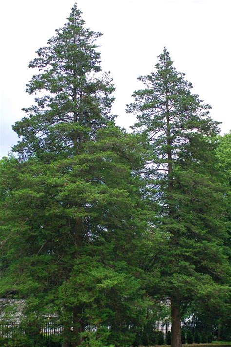 Buy Atlantic White Cedar Tree Chamaecyparis Thyoides Free Shipping