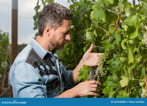 Male Vineyard Owner Professional Winegrower On Grape Farm Stock Photo