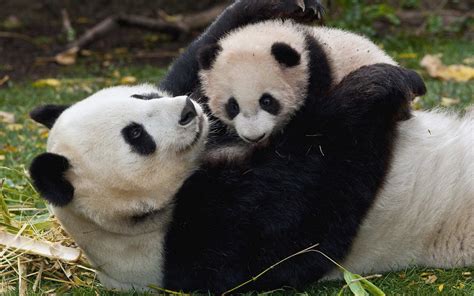 Panda Playing With Her Baby Image Abyss